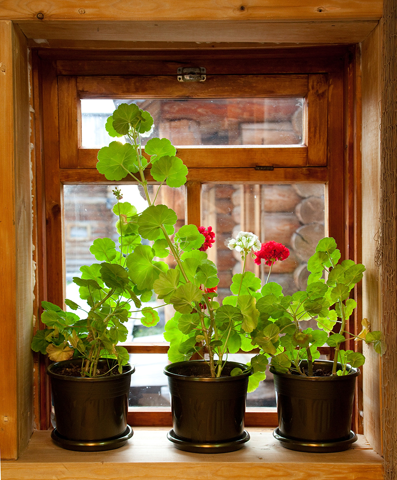 flowers / mature flowers flowers / cut flowers