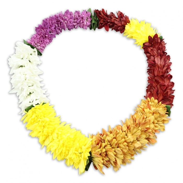 Against a blank, luminous white background, an oval Hawaiian lei used as a funeral tribute forms a complete, unbroken ring, its colours shifting gently in a thoughtful sequence. The garland is made of artificial blooms crafted to look like small, densely layered chrysanthemums or carnations, so tightly strung that the lei appears richly padded and comforting to the touch. Starting at the upper left and moving around, the first segment is a deep, almost velvety purple, which then eases into a serene band of pure white blossoms. This white shifts gradually into a bright stretch of yellow, clear and uplifting, before mellowing into gold and amber tones that feel warm and soothing, like a soft evening light over Collier Row's quiet streets. The mood then deepens into a section of maroon and reddish-brown, a grounded colour band that suggests stability and memory, before the lei finishes with a short final section of fresh yellow to complete the circle. Tiny, dark green fabric leaves or separators can be seen where some of the colours meet, giving just enough contrast to define the sections and revealing the careful, hand-finished construction. A subtle, diffused shadow sits beneath the lei, providing depth and making the tribute appear gently raised from the white surface, as though resting on a polished table at a service or wake. The closed, flowing shape and rainbow-like colour transitions evoke the cycle of life and the blending of joy and grief, making this lei a tender and symbolic floral gesture for farewells and memorials in Collier Row and the surrounding community.