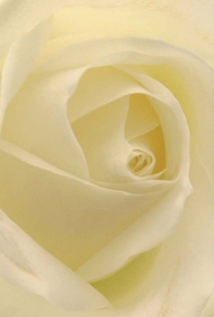 Seen through the close, admiring gaze of a Collier Row florist, the essence of this white rose unfurls in gentle, layered waves. Shades of soft white and cream blend seamlessly, illuminated by ambient daylight as if the rose glows from its very core, like the first sunlight washing over Central Park in Romford. The petals, arranged with meticulous precision, spiral toward a flawless center that radiates a sense of purity and calm resilience. Each neighboring fold creates tranquil gradients and subtle shadows, showcasing both the bloom's natural beauty and the refined expertise of Collier Row's flower artists. The velvety-matte texture suggests a bouquet crafted with care, destined to grace occasions of deep emotion-whether a wedding, a thoughtful apology, or a commemoration for a loved one. Breathing in, you might imagine a fragrance that is fresh, clean, and gently lingering-the signature of Collier Row Flowers, who infuse each arrangement with both technical mastery and heartfelt intention.