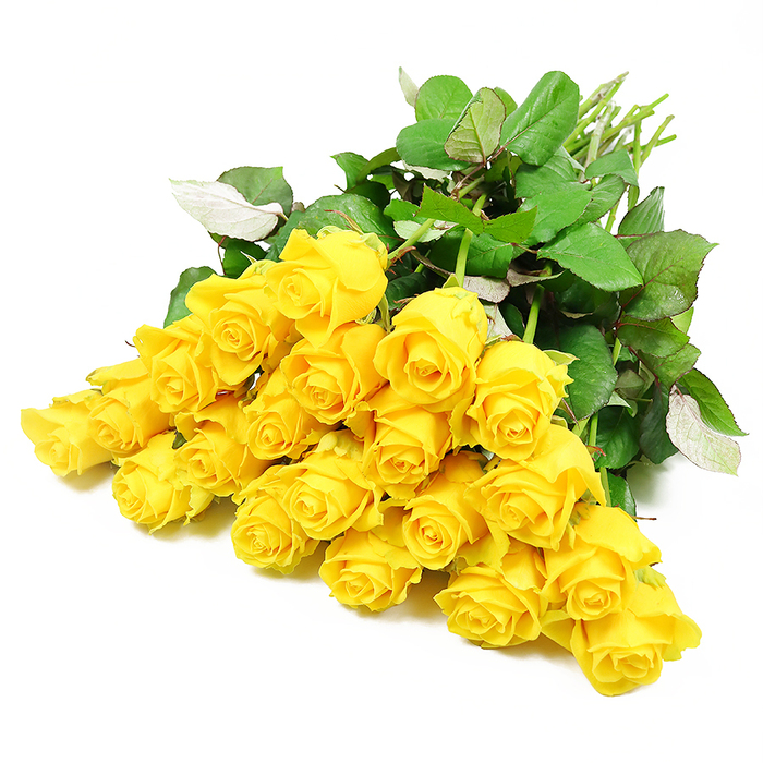 Spread gracefully across a stark white background, a cluster of roughly two dozen yellow roses creates a serene and contemplative image, like a bouquet paused mid-creation in a Collier Row Flowers workshop. The roses are loosely gathered, their faces turned at slightly different angles so that each bloom can be seen in its own character. Some remain tight and bud-like, holding their rich golden yellow petals close, while others have started to open, revealing concentric rings of soft, velvety petals that lighten towards the outer edges. The yellow is warm rather than loud, evoking a gentle glow, akin to the mellow light over nearby Lawns Park on a quiet afternoon. Framing the blooms is a generous collar of dark green leaves, their shapes varied but harmonious, some showing a hint of their paler undersides as they curve. These leaves provide both texture and contrast, making the roses stand out while also suggesting the freshness of a recently cut garden spray. The stems, long and slender, are gathered towards one side in a tangle of light green lines, clearly visible against the white surface and indicating a hand-tied style rather than a formal vase arrangement. With no other objects in the scene, the eye is drawn solely to the interplay between the golden flowers and their verdant foliage. The composition carries a gentle emotional weight, suitable for sympathy or remembrance, offering a subtle message of hope and enduring affection during times of grief, conveyed through the quiet radiance of these yellow roses.