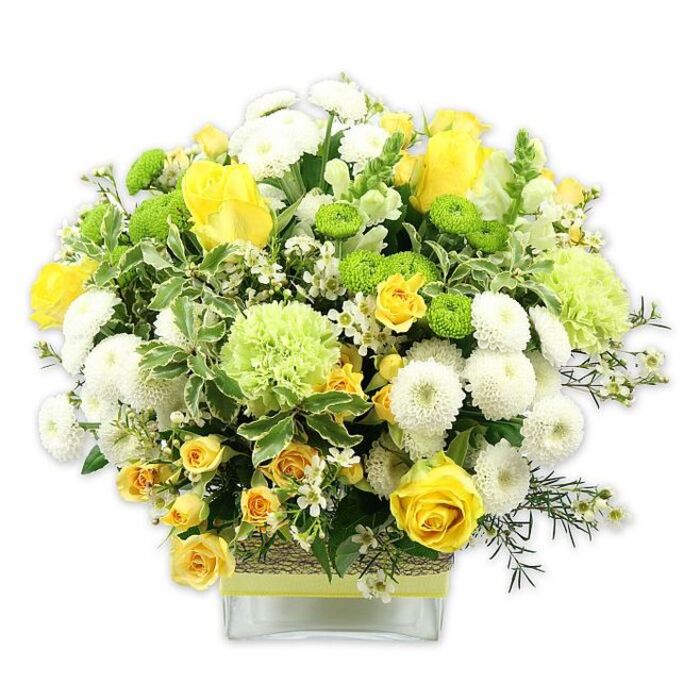 An abundant, dome-shaped bouquet of yellow, white, and green blooms is artfully arranged in a low, rectangular glass vase, with a bright white background making each flower and leaf stand out clearly. Dominating the centre, large yellow roses unfurl in luxuriant spirals, some open wide to show their full, velvety faces, others still in bud, capturing that fleeting moment between promise and bloom. Around them, smaller yellow spray roses tumble in clustered sprays, deepening the golden tones and giving the composition a layered, natural feel reminiscent of a well-tended garden in Collier Row. White pompom chrysanthemums, dense and perfectly rounded, sit comfortably between the roses, providing soft mounds of texture that keep the eye moving. Interspersed are chartreuse-green button chrysanthemums, tiny and globe-shaped, and larger, softly frilled pale green blooms akin to green carnations or specialty mums; these green notes add freshness and a modern twist to the classic yellow-and-white palette. The bouquet is wrapped in a generous collar of foliage: broad leaves with creamy variegated edges, slender dark-green stems, and airy filler greens that arch outwards slightly, giving a gentle, relaxed outline. Fine, starlike white filler flowers, similar to waxflower or delicate gypsophila, glimmer through the spaces, adding lightness and intricacy. The clear glass vase reveals the neat stems and is banded at the midsection with a rustic, textured wrap-perhaps raffia or bark-finished with a soft green ribbon that echoes the lime blooms above. The overall feel is warm, joyful, and sophisticated, perfect as a table centrepiece for a family celebration in RM5 or a thoughtful gift delivered to a friend near Collier Row Road, symbolising happiness, renewal, and the easy charm of fresh flowers arranged by a local florist.