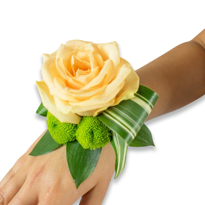 On a bright white background a refined wrist corsage is showcased on the inner forearm and hand of someone with warm light-to-medium brown skin. The focal point is a generous, fully opened rose in a gentle light peach or apricot hue, its velvety petals folding inward in many soft layers to form a tender, luminous heart. Below and to the left sit two small lime-green button chrysanthemums-pompom-like and almost spherical-whose compact texture and vivid colour energise the composition and playfully counterpoint the rose's softness. A bed of deep green leaves, possibly ruscus or salal, cradles the blooms, adding structure and a polished, botanical depth; among them an architectural variegated leaf, striped with paler veins, is carefully curled to sweep toward the wrist's outer edge, producing a sophisticated, ribbon-like motion. The corsage is positioned as it would be for a special occasion-prom, wedding, or family celebration-appearing secure though the fastening band or ribbon is not visible in the shot. There is a tactile clarity to the piece: the plush rose petals, the springy resistance of the pom-poms, the smooth sheen of the foliage. As a Collier Row florist I often design similar wristlets for local brides and school parties around Romford and Rise Park; this particular combination of soft peach and lively lime reads as both romantic and joyful, a small wearable bouquet that evokes the scent of cut roses and the quiet excitement of an important evening in our neighbourhood. -Collier Row Flowers, collierrowflowers.co.uk